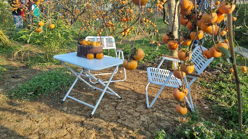 Vườn hồng chín tại thị trấn Nông trường Mộc Châu hút du khách.