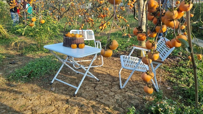 Vườn hồng chín tại thị trấn Nông trường Mộc Châu hút du khách.