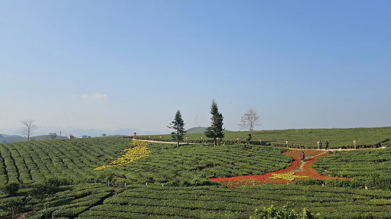 Đồi chè Mộc Châu xanh dài ngút mắt.