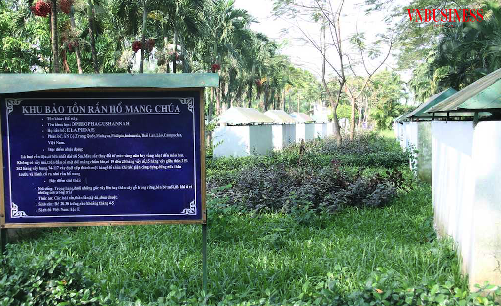 Một góc khu bảo tồn rắn hổ mang chúa ở Trại rắn Đồng Tâm.