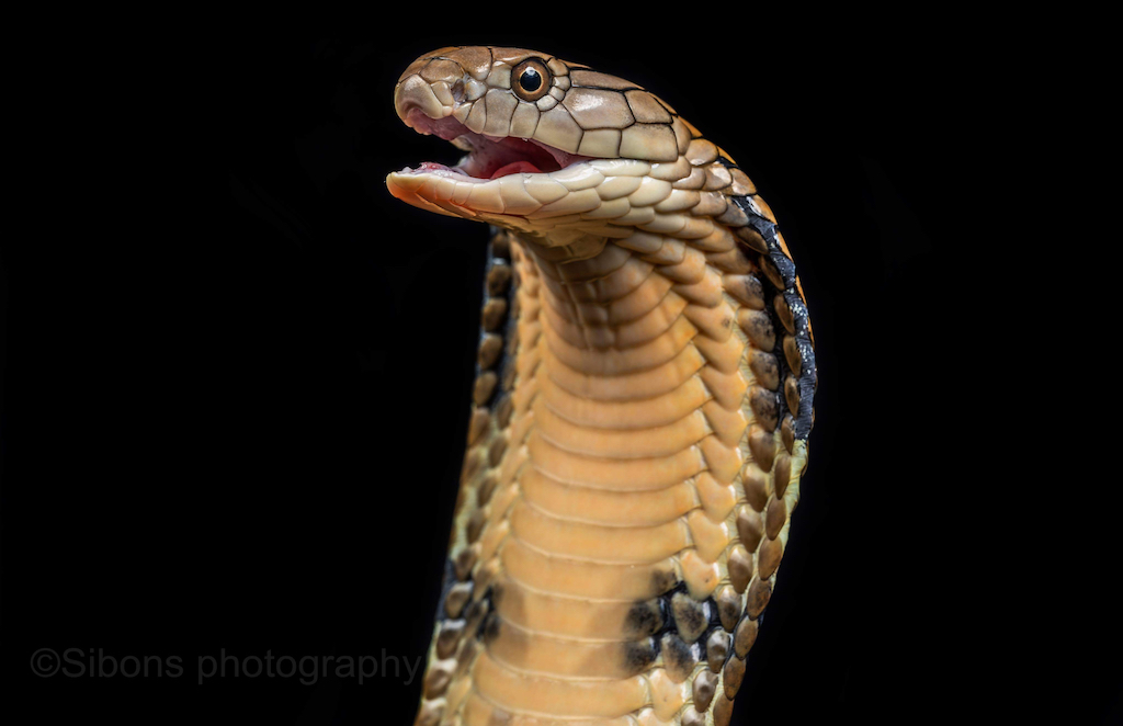 Rắn hổ mang chúa được mệnh danh là “ông hoàng” của loài rắn.