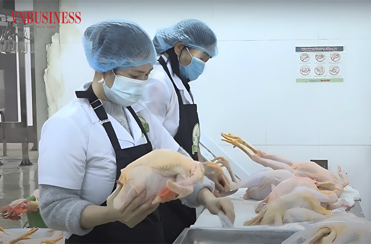 Các sản phẩm chính của HTX là gà lông, gà đóng gói chân không, giò gà, chả gà, xúc xích gà, gà ủ muối, khô gà lá chanh…