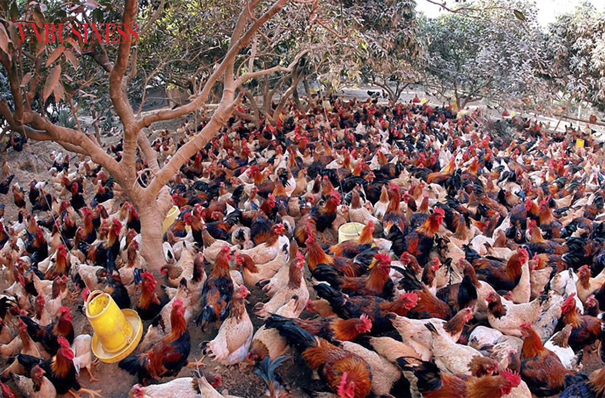 Phong trào nuôi gà đồi dưới tán cây vải thiều được người dân Yên Thế phát triển từ những năm 2006.