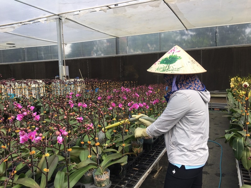 Vườn lan tạo công ăn việc làm ổn định cho hàng chục nhân công.