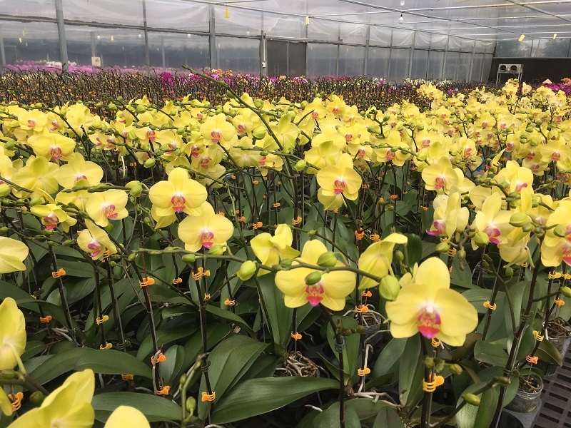 Theo các nhà vườn, so với những năm trước giá hoa năm nay không thay đổi nhiều.