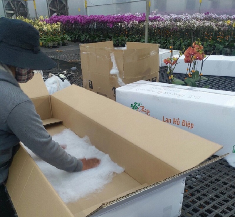 Các nhà vườn cung cấp hoa cho thị trường ngay từ những ngày đầu tháng Chạp.