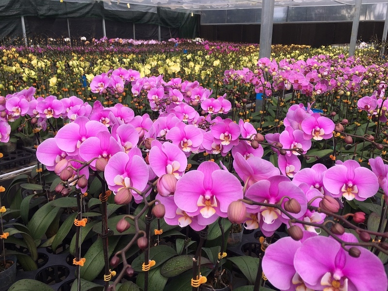 Vườn lan hồ điệp rộng hàng chục ha tại Di Linh, Lâm Đồng