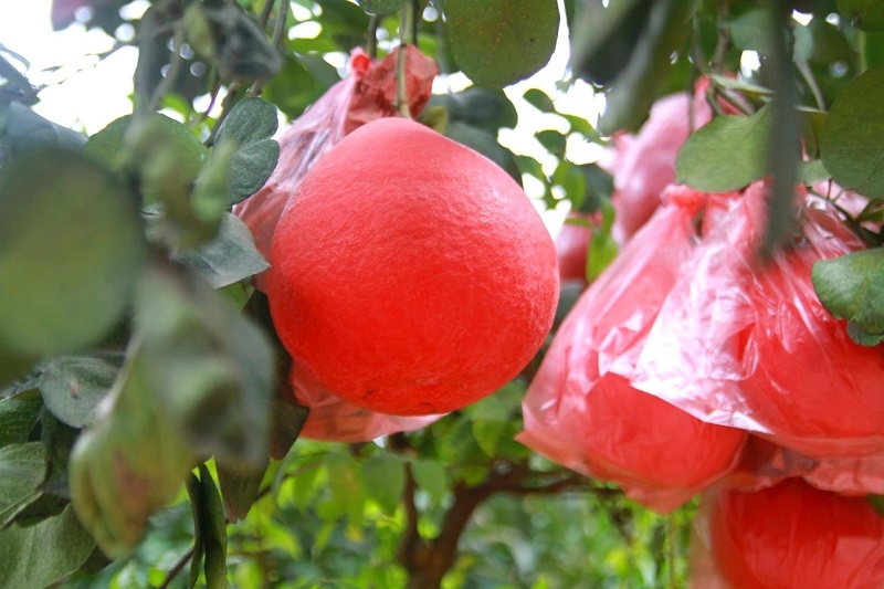 Bưởi đỏ tiến vua cũng được nhiều người ưa chuộng trên thị trường Tết.