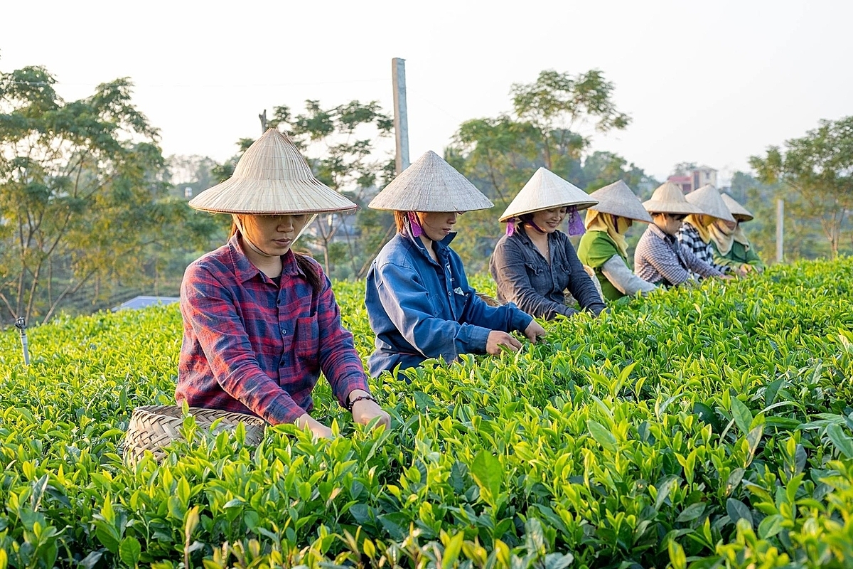 Việc áp dụng Luật HTX 2023 cần sự am hiểu để phát huy đúng bản chất mô hình HTX.