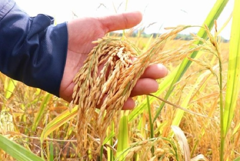 Giá gạo 5% tấm của Việt Nam đã giảm xuống xuống mức thấp nhất trong gần 2 năm, kể từ cuối tháng 3/2023.