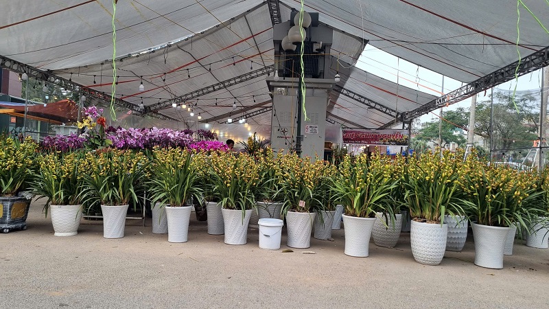 Hàng trăm chậu hoa địa lan và hồ điệp có nguồn gốc từ Sapa, Đà Lạt,... khoe sắc tại chợ Hoa.