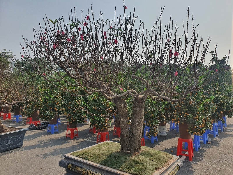 Đào và quất được bày bán tại khu vực sân vận động Mỹ Đình, Hà Nội.