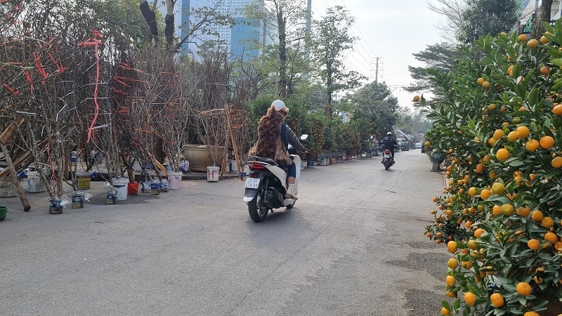 Đào, quất được bày bán hai bên đường Tố Hữu.