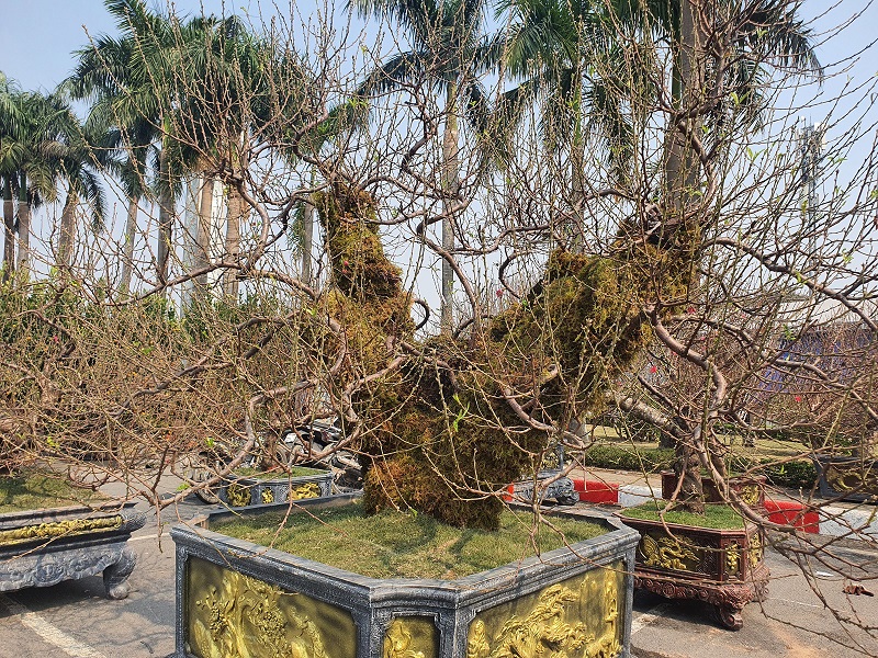 Đào cổ thụ có giá từ 4 triệu đồng đến 60 triệu đồng tuỳ gốc.