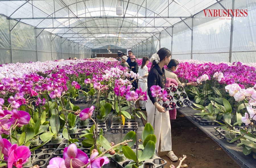 Ngay từ sáng sớm, lượng khách đổ về các nhà vườn lan hồ điệp đã tấp nập. Phần lớn khách muốn mục sở thị tận nơi để chọn cho mình giò lan ưng ý nhất về chơi Tết.