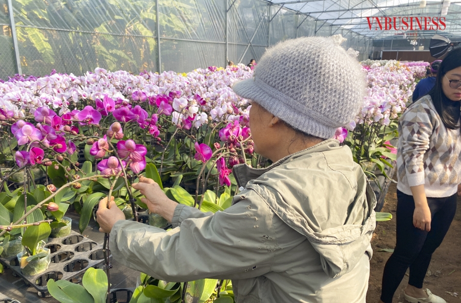 Không khí tại các nhà vườn cũng trở nên tất bật để chuẩn bị những chuyến hàng cho thương lái và khách đặt mua. Các chậu hoa có kích cỡ lớn, nhỏ khác nhau nên giá cả cũng khác nhau, đảm bảo phục vụ mọi nhu cầu khách hàng đến xem và mua.