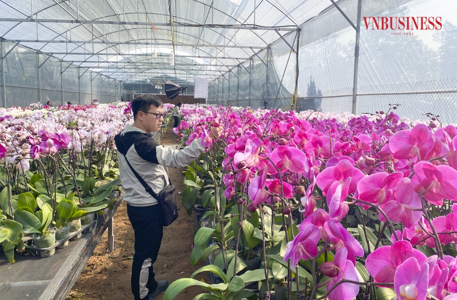 Năm nay, thị hiếu người tiêu dùng có phần thay đổi, thay vì mua tại các cửa hàng bày bán trên các tuyến phố tại khu vực nội thành, nhiều người đã lựa chọn trực tiếp đến tận nhà vườn để chọn cho mình những nhành lan ưng ý nhất.