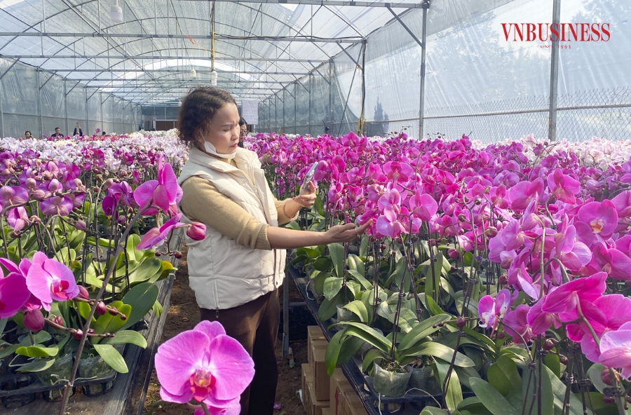 Chị Lê Kim Phượng &lpar;Quận Cầu Giấy, Hà Nội&rpar; chia sẻ, gia đình chọn lan hồ điệp để trưng bày trong dịp Tết vì loại cây này có nhiều màu sắc đẹp, phù hợp với không gian của gia đình. Đặc biệt, loại hoa này có thể trang trí trong thời gian dài, từ 2 - 3 tháng nên ngay từ trước Tết chị đã trực tiếp đến nhà vườn chọn mua.