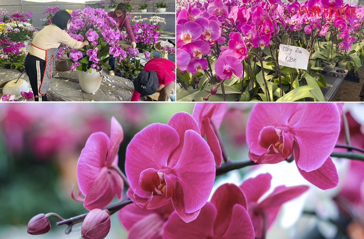 Theo tìm hiểu, với những chậu lan được chủ vườn cắm sẵn sẽ có giá từ 3 - 40 triệu đồng/chậu, khách chọn cây lẻ có giá dao động từ 90.000 - 300.000 đồng/cây.