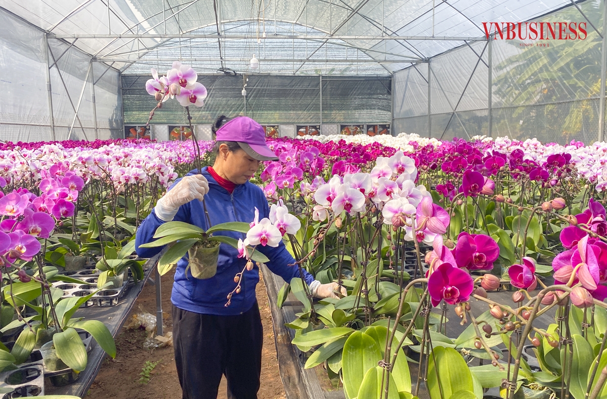 “Giáp Tết là thời điểm những nhà vườn trồng lan tất bật nhất. Ngoài việc chăm sóc, đảm bảo hoa ra đúng thời điểm... thì việc kết chậu, tạo dáng, đóng gói, vận chuyển... cũng là yếu tố đòi hỏi sự tỉ mỉ, nhưng cũng phải hết sức khẩn trương, nhanh chóng, bà Lê Kim Quế, chủ vườn Hoa lan Đan Phượng chia sẻ.