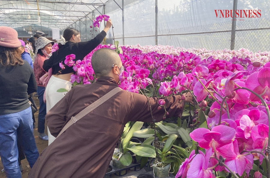 Cũng theo bà Quế, hiện tại chưa thể đánh giá chính xác lượng khách hàng. Tuy nhiên, khác với mọi năm, năm nay lượng tiểu thương và khách lẻ đổ về nhà vườn để lựa chọn, đặt hàng từ rất sớm.