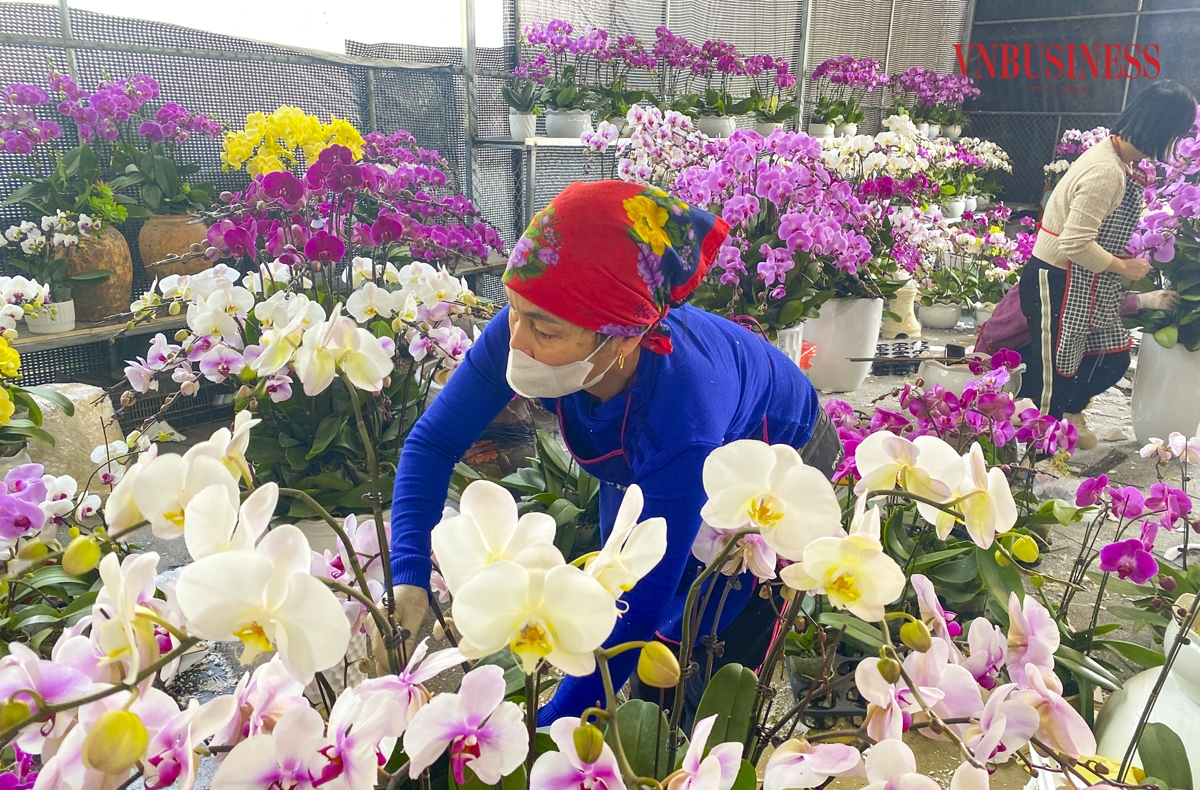 Hầu hết các nhà vườn phải thuê thêm nhân công, làm các công việc từ chăm sóc hoa, chốt đơn, đóng gói sản phẩm... Với thợ cắm hoa sẽ được trả công theo sản phẩm, từ 6-10 nghìn đồng/cành hoa &lpar;tùy loại&rpar;.