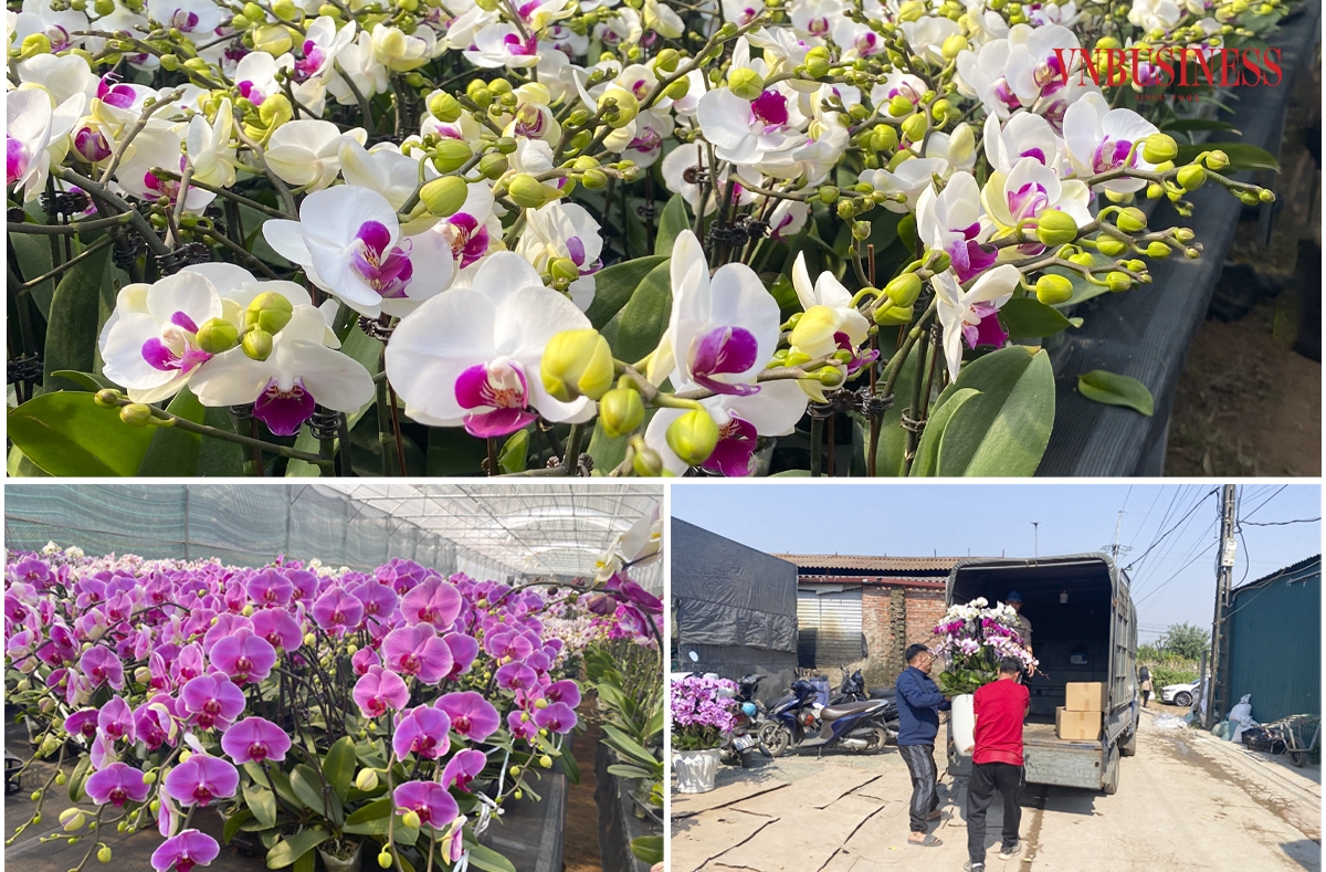 Lan hồ điệp là loài hoa có thân cây tròn trịa, xanh tươi, cánh hoa tròn đối xứng, màu sắc tươi sáng, sang trọng cũng như có ý nghĩa phong thủy tốt đẹp cho người mua. Vì thế, từ nhiều năm trở lại đây, bên cạnh nhiều loại cây truyền thống như đào, quất, mai...thì lan hồ điệp cũng được nhiều người săn đón dịp Tết Nguyên đán. Phạm Hòa