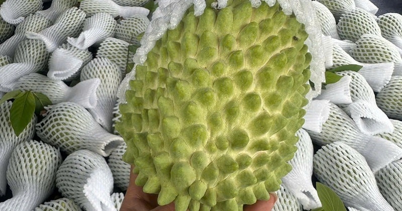 Na sầu riêng hiện đang được bán với mức giá rẻ bất ngờ, chỉ từ 60.000-75.000/kg đồng tùy loại.