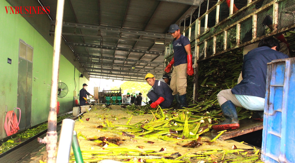 Các DN chế biến nông sản cần thực hiện tốt các tiêu chí ESG sẽ giúp cho việc “vượt ải” XK trở nên dễ dàng hơn.