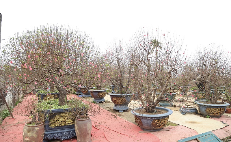Những chậu đào Nhật Tân cổ thụ được nhiều khách đặt mua từ sớm.