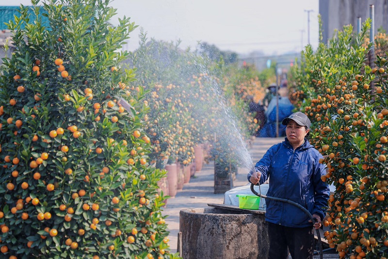 Khá nhiều loại chậu với kích cỡ khác nhau...