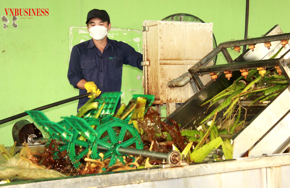 Việc chuyển sang mô hình “sản xuất – tái chế – tái sử dụng” sẽ giúp hóa giải bài toán thất thoát tỷ đô ở ngành rau quả Việt.