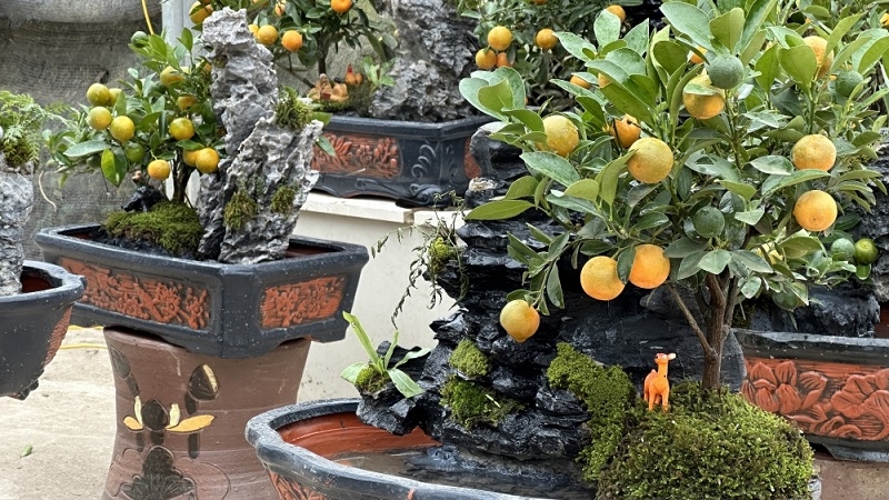 Những chậu quất bonsai, size nhỏ được nhiều khách lựa chọn.