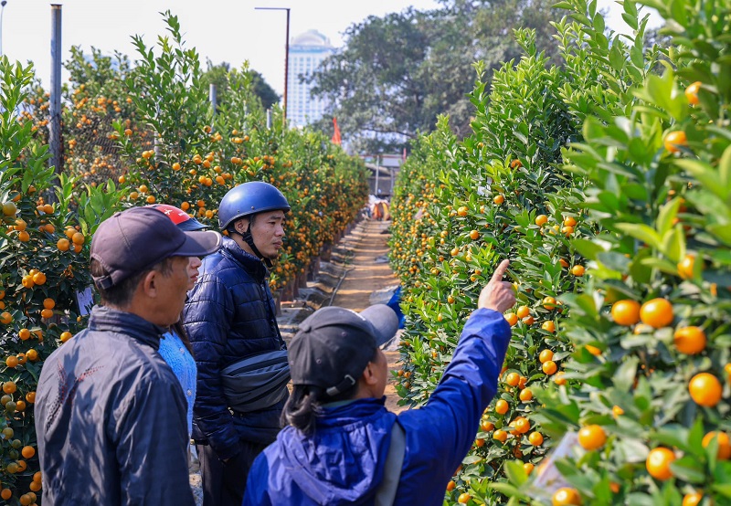 Những vườn quất bonsai tại Tứ Liên &lpar;Tây Hồ, Hà Nội&rpar; đồng loạt chín vàng, đẹp mắt.