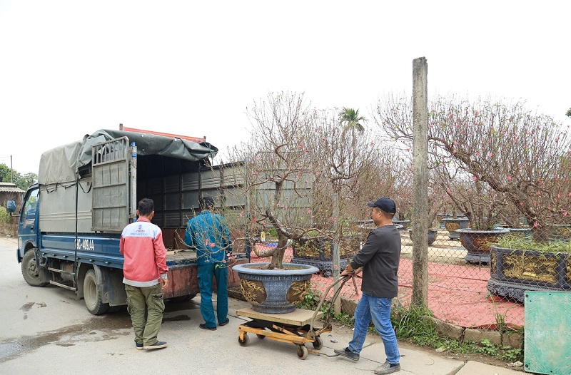 Những gốc đào Nhật Tân có giá dao động từ vài triệu đồng đến vài chục triệu đồng.