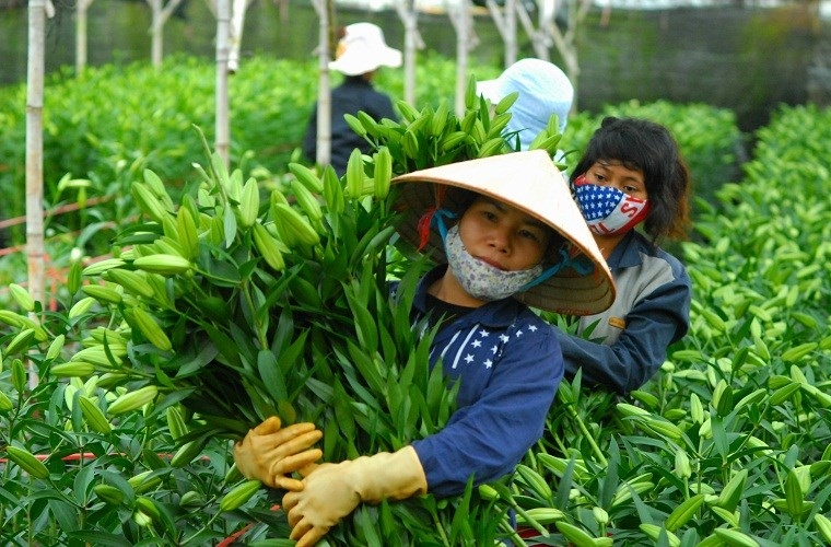 Hoa ly phục vụ cho những ngày Tết thì thời điểm này vẫn phải giữ được ở dạng trái và không lên hoặc chỉ lên ít màu.