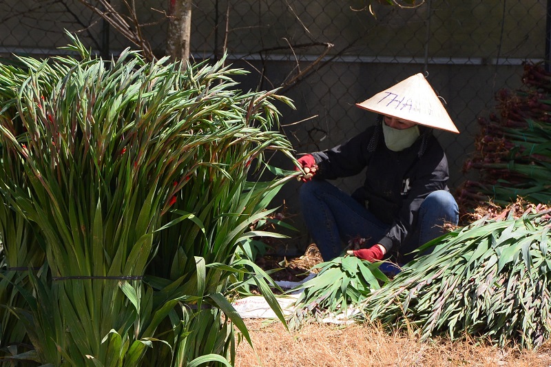 Chủ vườn hoa lay ơn hy vọng những ngày cận Tết cổ truyền thị trường sẽ sôi động dần lên