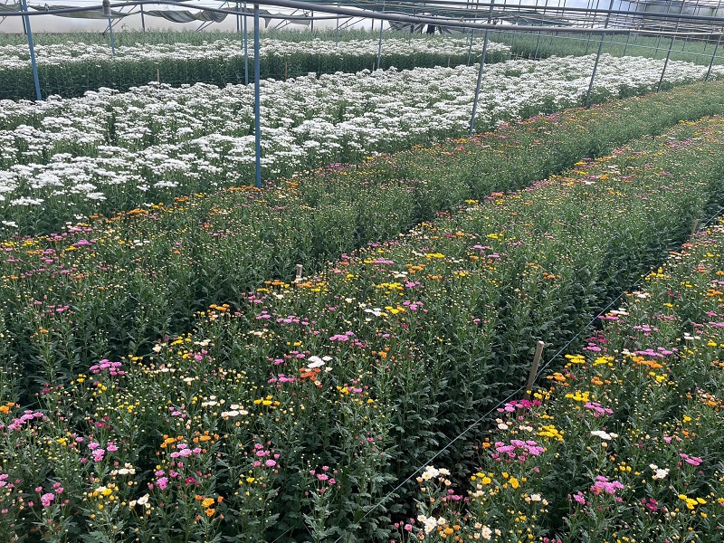 Hoa cúc Đà Lạt rớt giá, còn khoảng 17.000 đồng/bó 10 cành, cúc chùm chỉ 7.000 đồng/bó 10 cành.