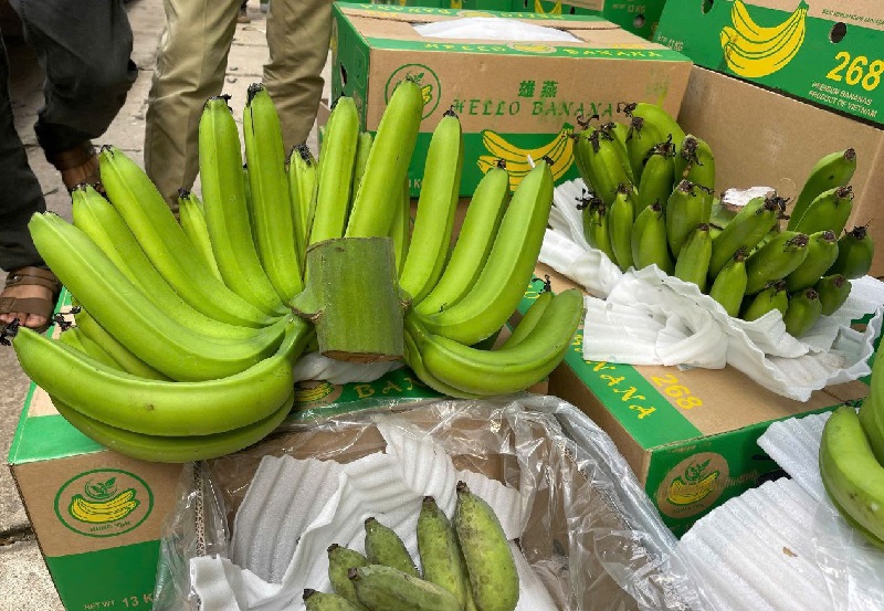 Chuối xanh thắp hương có giá từ 200 - 300.000 đồng/nải, cao hơn từ 2 - 4 lần so với dịp cận Tết năm ngoái.