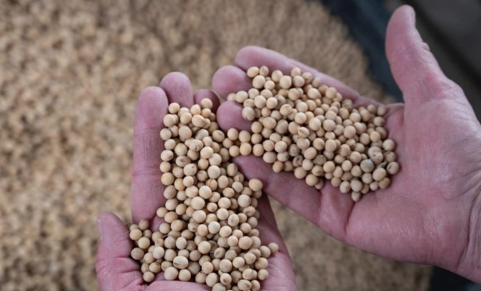 Chính sách mới đã giảm thuế khô dầu đậu tương xuống 1%.