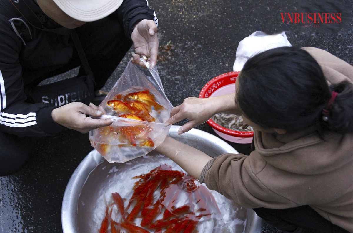 Cá vàng cũng là món đồ lễ không thể thiếu trong ngày tiễn ông Công, ông Táo về trời, giá cá vàng năm nay có phần nhỉnh hơn mọi năm do ảnh hưởng của cơn bão số 3 hồi tháng 9.
