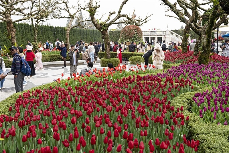 Gần 400.000 bông hoa tulip thuộc 45 giống hoa đủ sắc màu.