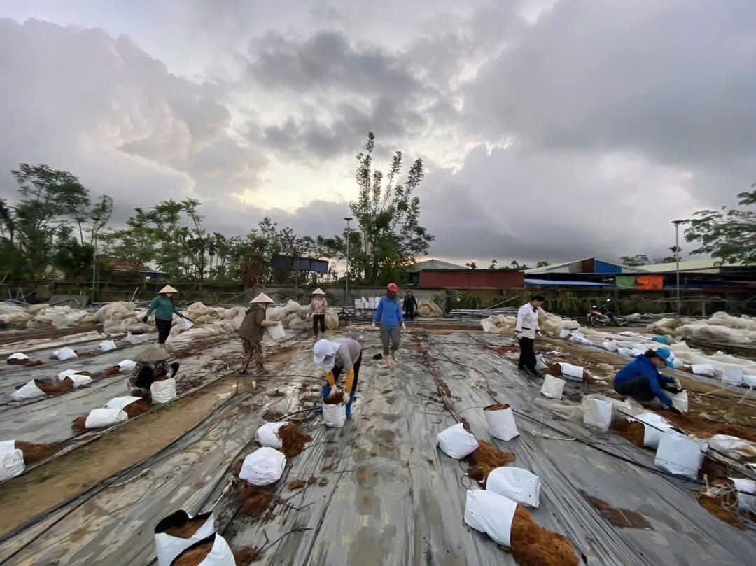 Ngay sau bão YAGI, hội phụ nữ Phường Kênh Giang đã huy động lực lượng xuống giúp HTX Sông Giá dọn dẹp, khắc phục hậu quả.