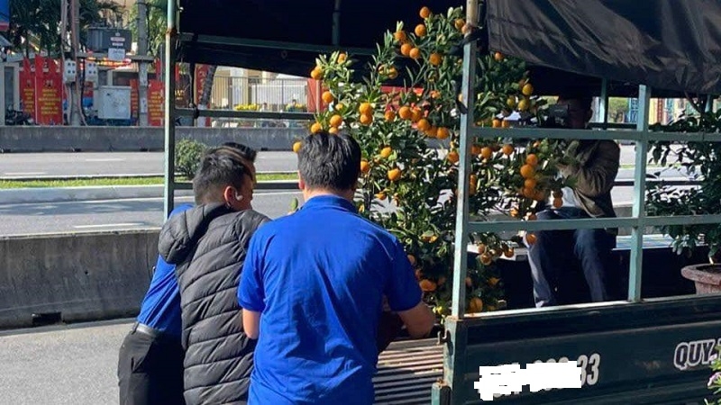 Nhiều nhà vườn phải thuê thêm thợ để kịp thu gom và trồng lại các cây quất cảnh.