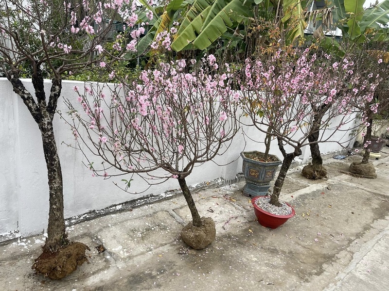 Nhiều gốc đào được tập kết, chờ được chăm sóc hồi sinh.