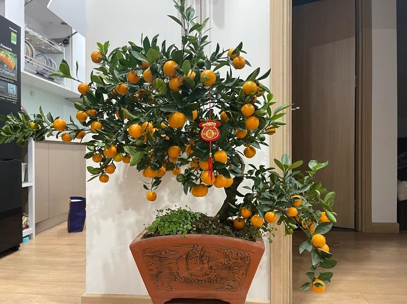 Nhiều tại gia đình thanh lý, cho tặng cây quất sau khi chưng Tết.