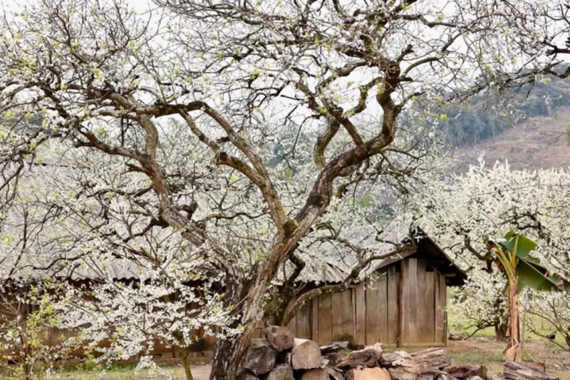 Một góc vườn mận đang nở hoa bên cạnh hiên nhà của người dân tại Mộc Châu.