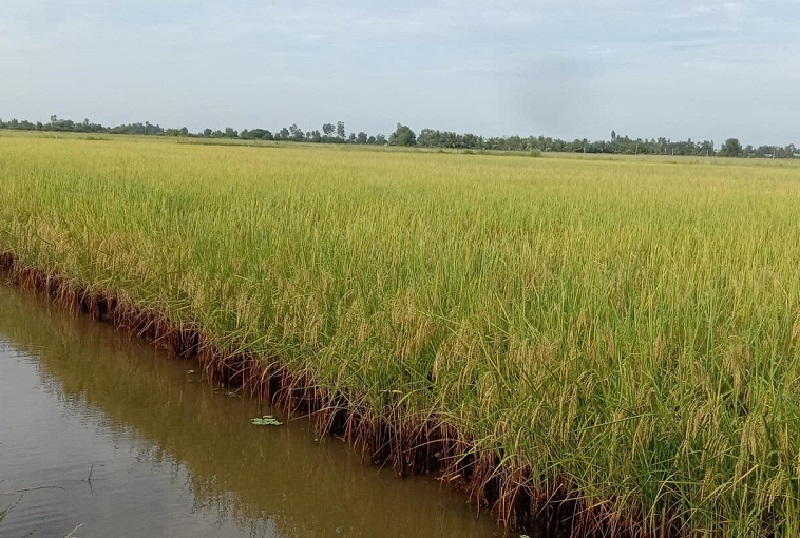 Bộ Nông nghiệp và Phát triển nông thôn đề xuất Bộ Công Thương tăng cường xúc tiến thương mại để mở rộng các thị trường xuất khẩu gạo.