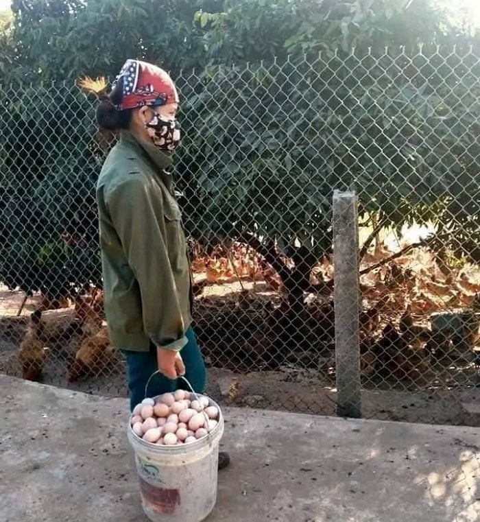 Các hộ chăn nuôi lo ngại thua lỗ do giá gà và trứng rớt thảm.