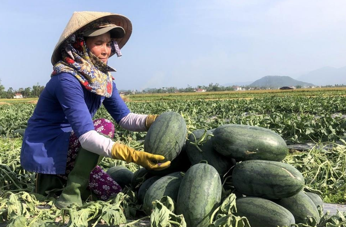 Thị trường tiêu thụ nông sản vẫn còn bấp bênh.